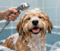 Paws & Bubbles